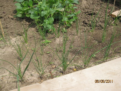 Leeks.JPG