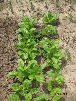Basil.JPG
